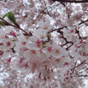 ヒメ日記 2025/04/06 09:33 投稿 みき 西川口マーメイド