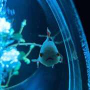 ヒメ日記 2026/01/27 18:43 投稿 秋月ゆきの 錦糸町快楽M性感倶楽部～前立腺マッサージ専門～