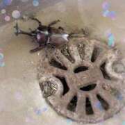 ヒメ日記 2025/07/27 12:03 投稿 丸山(まるやま) Ageha（あげは）