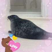 ヒメ日記 2026/03/19 12:34 投稿 丸山(まるやま) Ageha（あげは）