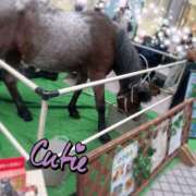 ヒメ日記 2026/06/12 11:23 投稿 丸山(まるやま) Ageha（あげは）