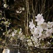 ヒメ日記 2026/03/29 23:02 投稿 水野　さとり プルプル京都性感エステ　はんなり