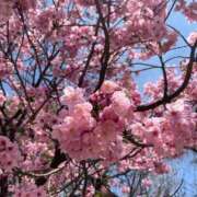ヒメ日記 2026/03/27 13:27 投稿 さく 熟女家 堺東店
