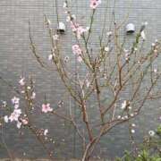 ヒメ日記 2025/03/30 11:31 投稿 あかり ギン妻パラダイス 堺東店