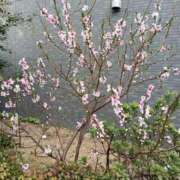 ヒメ日記 2025/04/03 16:26 投稿 あかり ギン妻パラダイス 堺東店