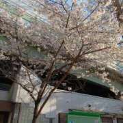 ヒメ日記 2025/04/04 16:58 投稿 あかり ギン妻パラダイス 堺東店