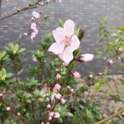 ヒメ日記 2025/04/06 14:50 投稿 あかり ギン妻パラダイス 堺東店