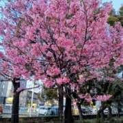 ヒメ日記 2026/04/05 12:10 投稿 あかり ギン妻パラダイス 堺東店