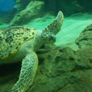 ヒメ日記 2025/03/22 16:24 投稿 まゆ 一宮稲沢小牧ちゃんこ