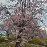 ヒメ日記 2025/04/02 14:56 投稿 まゆ 一宮稲沢小牧ちゃんこ