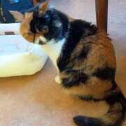 ヒメ日記 2025/07/30 17:42 投稿 まゆ 一宮稲沢小牧ちゃんこ