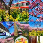 ヒメ日記 2025/03/04 11:53 投稿 すみれ テコキナーゼ