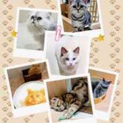 すみれ もうすぐ猫の日🐱 テコキナーゼ