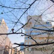 ヒメ日記 2025/03/25 17:42 投稿 あきな 品川ミセスアロマ（ユメオト）