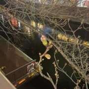 ヒメ日記 2025/03/25 23:41 投稿 あきな 品川ミセスアロマ（ユメオト）