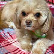 ヒメ日記 2026/04/11 23:29 投稿 志乃 ニューヨークニューヨーク