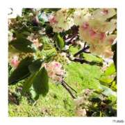 ヒメ日記 2026/04/23 21:44 投稿 わか 熟女家 堺東店