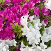 ヒメ日記 2025/05/08 11:35 投稿 まみ 完熟ばなな神戸・三宮店