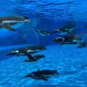 ヒメ日記 2025/07/15 12:26 投稿 まみ 完熟ばなな神戸・三宮店