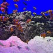 ヒメ日記 2025/07/17 09:24 投稿 まみ 完熟ばなな神戸・三宮店