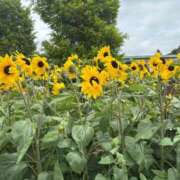 ヒメ日記 2025/07/30 12:41 投稿 まみ 完熟ばなな神戸・三宮店