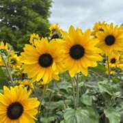 ヒメ日記 2025/08/16 15:46 投稿 まみ 完熟ばなな神戸・三宮店