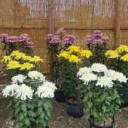 ヒメ日記 2025/10/26 15:50 投稿 まみ 完熟ばなな神戸・三宮店