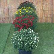 ヒメ日記 2025/10/28 08:58 投稿 まみ 完熟ばなな神戸・三宮店