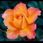 ヒメ日記 2025/01/24 16:16 投稿 まゆみ 完熟ばなな神戸・三宮店