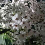 ヒメ日記 2025/03/16 17:40 投稿 まゆみ 完熟ばなな神戸・三宮店