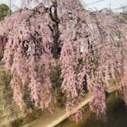 ヒメ日記 2025/03/22 13:44 投稿 まゆみ 完熟ばなな神戸・三宮店