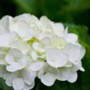 ヒメ日記 2025/06/21 16:09 投稿 まゆみ 完熟ばなな神戸・三宮店