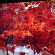 ヒメ日記 2025/11/12 07:52 投稿 まゆみ 完熟ばなな神戸・三宮店