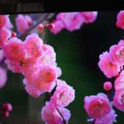 まゆみ おはようございます。 完熟ばなな神戸・三宮店