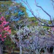 ヒメ日記 2026/03/11 16:03 投稿 まゆみ 完熟ばなな神戸・三宮店