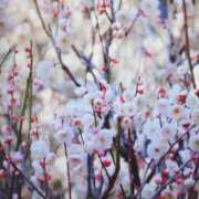 ヒメ日記 2026/03/16 16:03 投稿 まゆみ 完熟ばなな神戸・三宮店