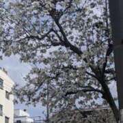 ヒメ日記 2025/03/31 15:16 投稿 さちこ 完熟ばなな神戸・三宮店