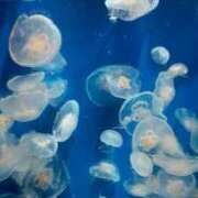 ヒメ日記 2025/08/15 14:56 投稿 さちこ 完熟ばなな神戸・三宮店