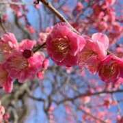 ヒメ日記 2025/02/27 20:37 投稿 美由紀 人妻・若妻デリヘル レディプレイス