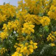 ヒメ日記 2025/03/14 20:34 投稿 美由紀 人妻・若妻デリヘル レディプレイス