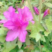 ヒメ日記 2025/04/25 18:11 投稿 美由紀 人妻・若妻デリヘル レディプレイス