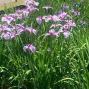 ヒメ日記 2025/05/29 20:07 投稿 美由紀 人妻・若妻デリヘル レディプレイス