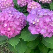 ヒメ日記 2025/06/11 19:47 投稿 美由紀 人妻・若妻デリヘル レディプレイス