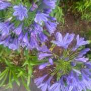 ヒメ日記 2025/06/30 20:40 投稿 美由紀 人妻・若妻デリヘル レディプレイス