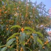 ヒメ日記 2025/10/08 18:27 投稿 美由紀 人妻・若妻デリヘル レディプレイス