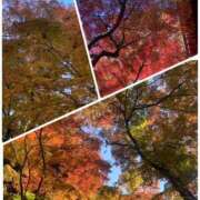 ヒメ日記 2025/11/27 20:13 投稿 美由紀 人妻・若妻デリヘル レディプレイス