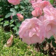 ヒメ日記 2026/01/01 16:09 投稿 美由紀 人妻・若妻デリヘル レディプレイス