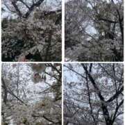 ヒメ日記 2026/03/25 18:00 投稿 美由紀 人妻・若妻デリヘル レディプレイス