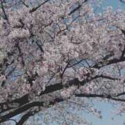 ヒメ日記 2026/04/03 20:09 投稿 美由紀 人妻・若妻デリヘル レディプレイス