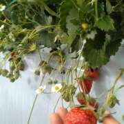 ヒメ日記 2025/02/03 23:11 投稿 ふみ 渋谷蘭の会